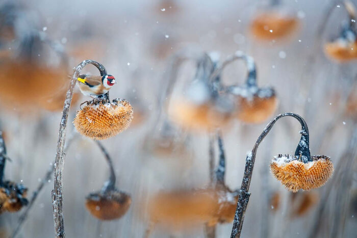 Fritz Pölking Prize: Goldfinch