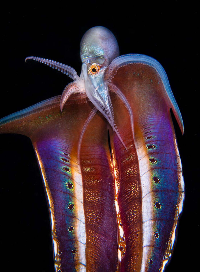 Underwater World, Runner Up: Flamenco Pose By Magnus Lundgren, Sweden