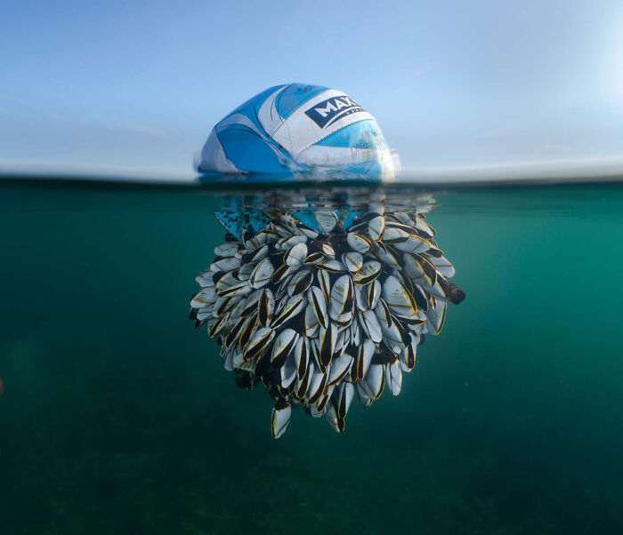 Man And Nature, Finalist: Ocean Drifter By Ryan Stalker, Great Britain