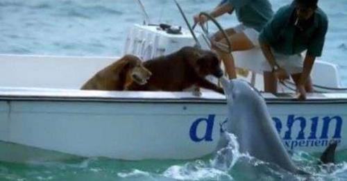 Wild Dolphins Swim Up To Boat To Kiss Their Canine Friends