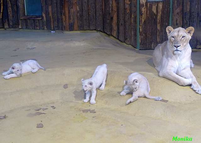 Forum Übersicht - Drei Löwenbabys und ein kleines Nashörnchen im Zoo Magdeburg m.Videos 03.02.2020