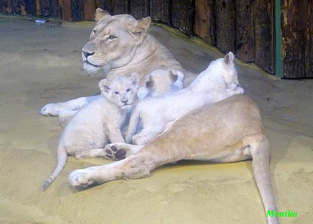 Forum Übersicht - Drei Löwenbabys und ein kleines Nashörnchen im Zoo Magdeburg m.Videos 03.02.2020