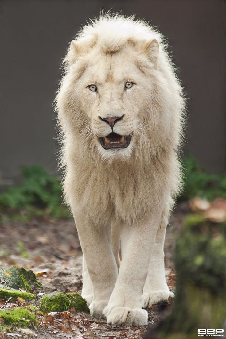 Less Than 300 White Lions Left In The World — Steemit in 2023 | Majestic  animals, Albino animals, Animals beautiful