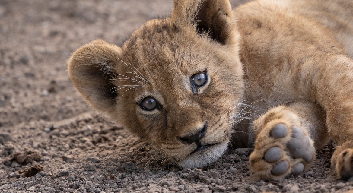 Wildlife Photo of the Week: Cuddly Lion Cub