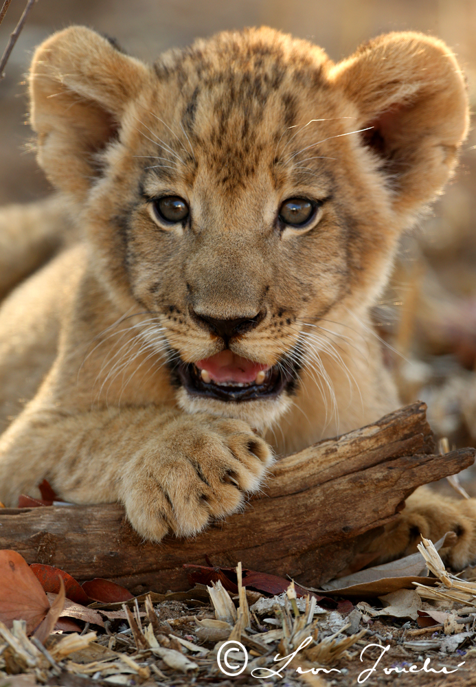 Lion cub