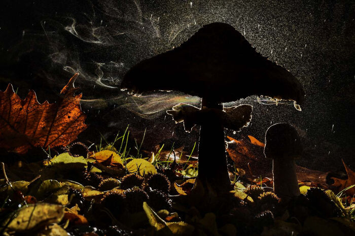 Plants And Fungi, Finalist: Veil Of Spores By Agorastos Papatsanis, Greece