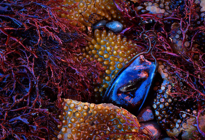 Plants And Fungi, Finalist: Treasures Of The Sea By César Llaneza Rodríguez, Spain