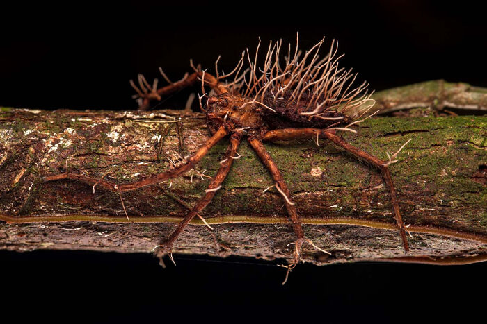 Plants And Fungi, Runner Up: Defeated By Roberto Garcia Roa, Spain