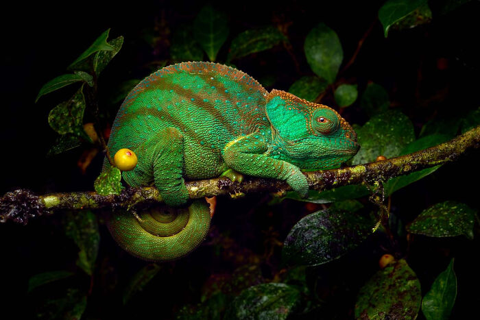 Other Animals, Finalist: Calumma Oshaughnessyi By Petr Bambousek, Czech Republic