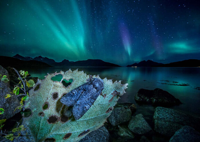 Other Animals, Finalist: Owlet Moth By Audun Rikardsen, Norway