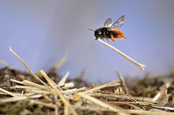 Other Animals, Runner Up: Nest Building By Solvin Zankl, Germany