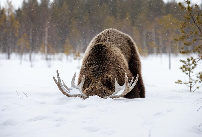 Mammals, Finalist: Chimera By Ilkka Niskanen, Finland