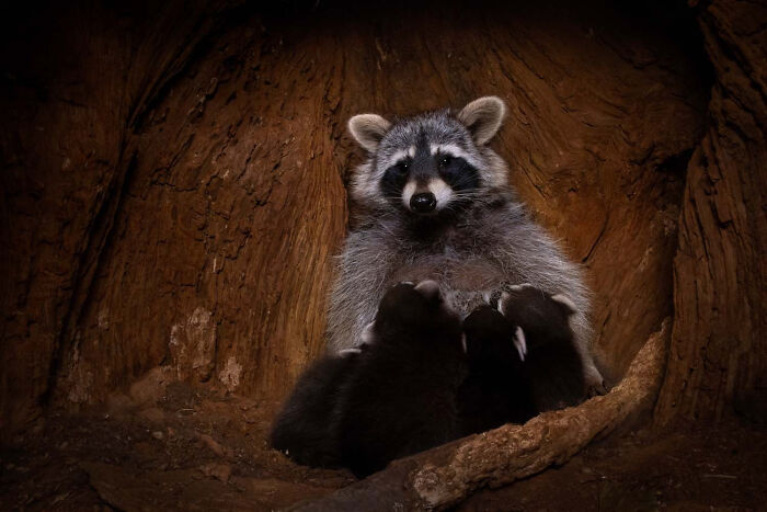 Mammals, Finalist: Inside A Tree Den By Jan Piecha, Germany