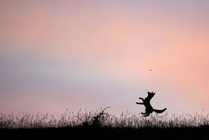 Mammals, Finalist: High Jump By Zsolt Moldovan, Romania