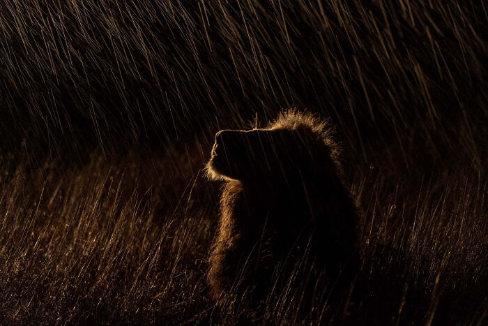 Mammals, Finalist: Rain Graphic By Sergey Gorshkov, Russia