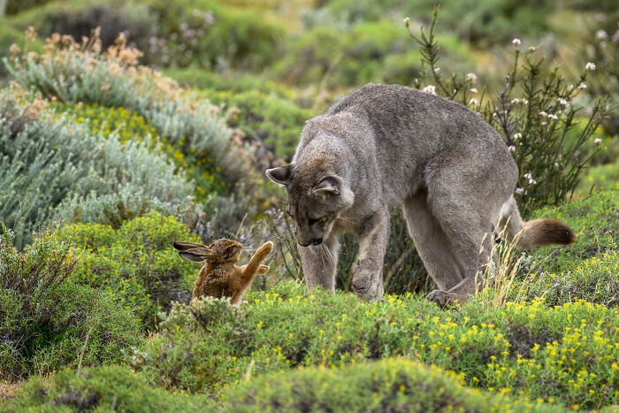 Mammals, Finalist: Final Moment By Bernd Nill, Germany