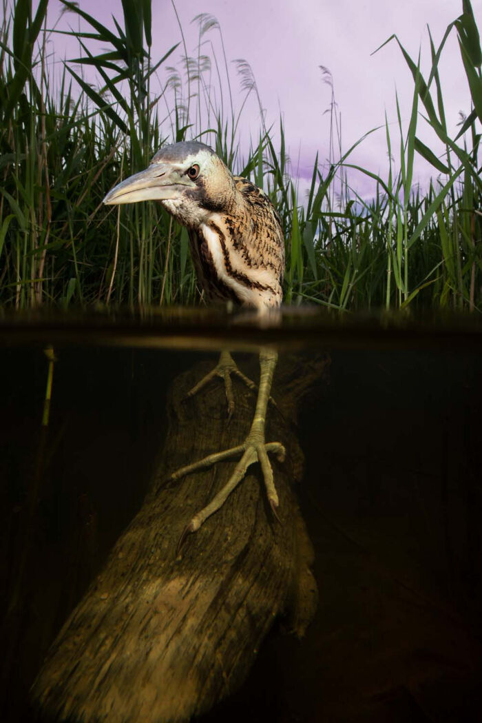 Birds, Finalist: One Step Forward By Tom Robinson, Great Britain