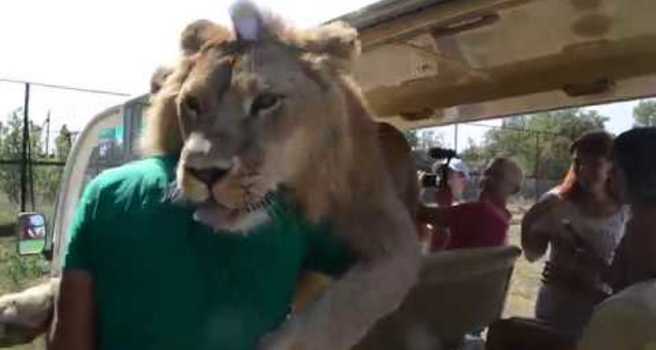 Cuddly Lion Gets Comfortable With Tourists at Taigan Safari Park