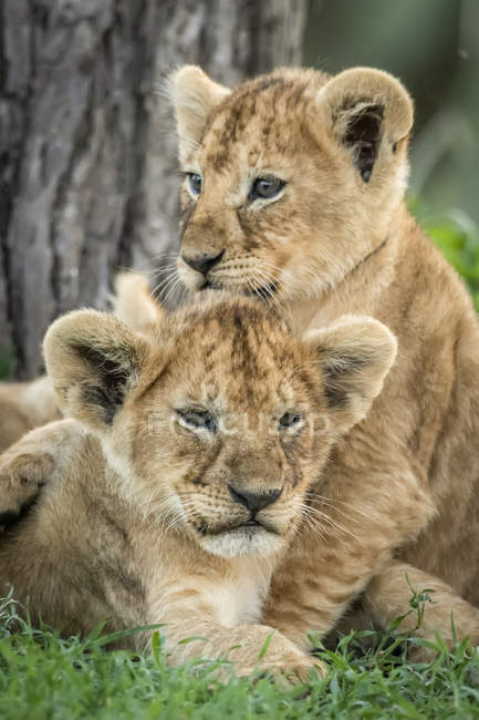 Close-up view of lion cubs having fun — nature, traveling - Stock Photo |  #273821248