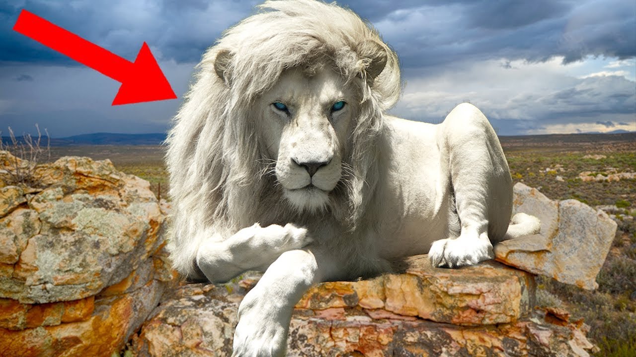 8 Most UNIQUE Lions Around The World! - YouTube