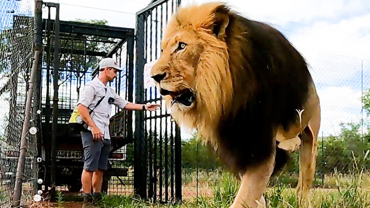 Únase al León PRIDE de Kevin Richardson | El susurrador de leones - YouTube