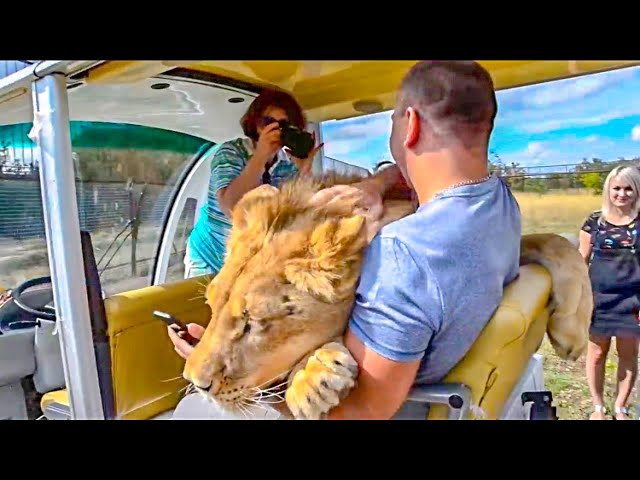 TOURISTS ARE SHOCKED BY OUR LIONS! - YouTube