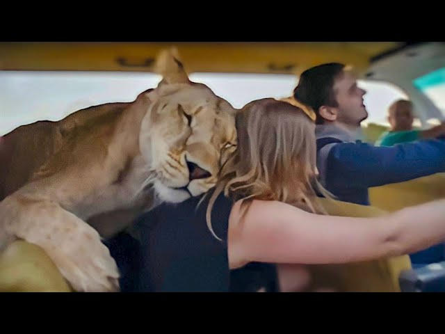 TOURISTS ARE SHOCKED BY OUR LIONS! - YouTube