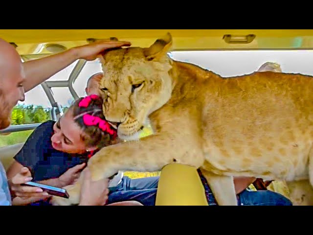 TOURISTS ARE SHOCKED BY OUR LIONS! - YouTube