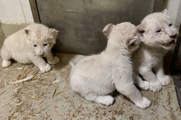 VdZ - Verband der Zoologischen Gärten e.V.: Trio Löwen in Magdeburg geboren