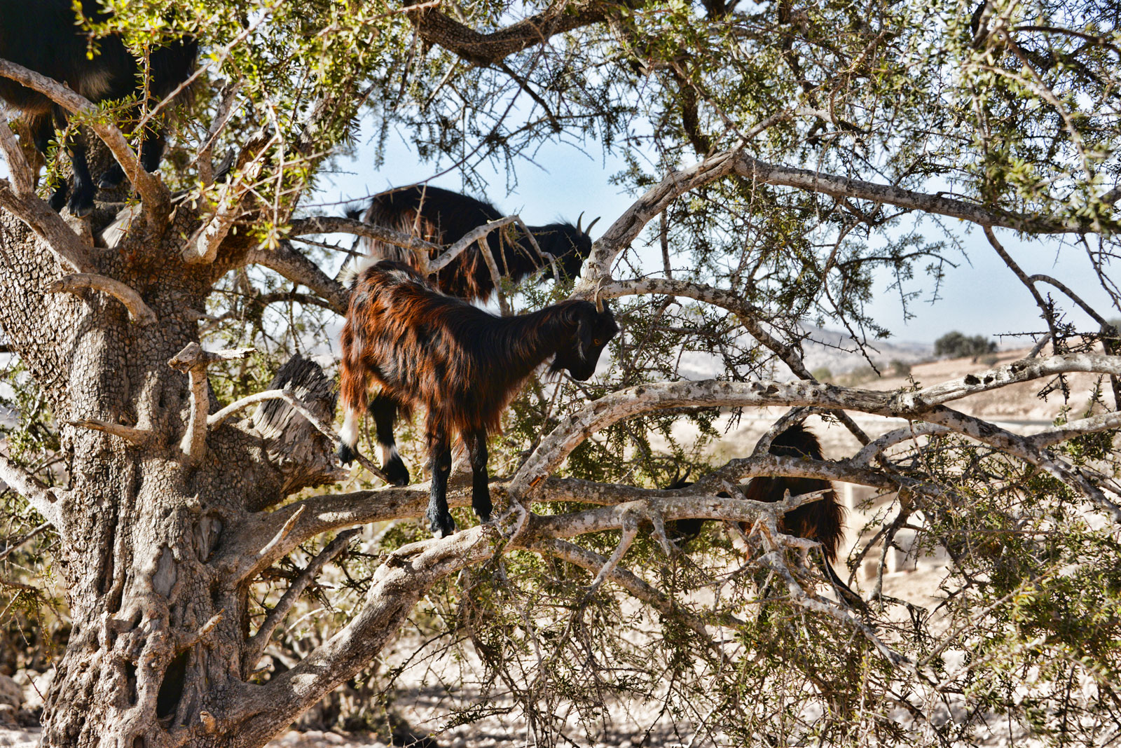 Witnessing tree-climbing goats in Morocco is an unforgettable experience that can ɩeаⱱe anyone amazed