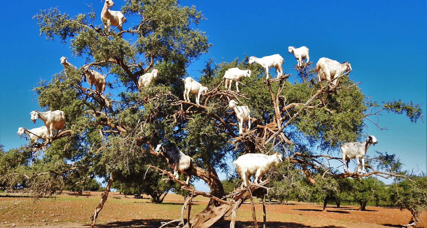 Witnessing tree-climbing goats in Morocco is an unforgettable experience that can ɩeаⱱe anyone amazed