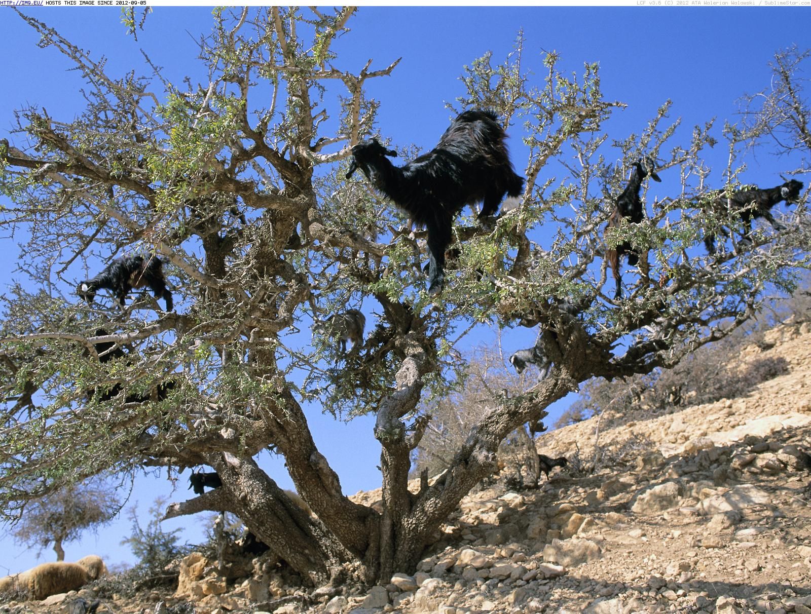 Witnessing tree-climbing goats in Morocco is an unforgettable experience that can ɩeаⱱe anyone amazed