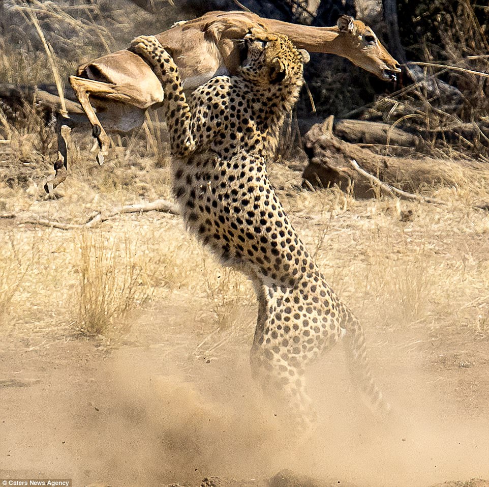 El impala intenta estirarse hacia adelante en un último intento por escapar de las garras de su cazador en el monte.