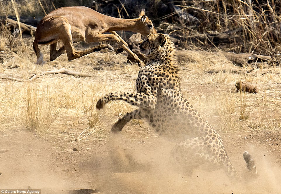 El impala intenta saltar sobre su cazador después de que el guepardo apareció de la nada cerca de un abrevadero en Sudáfrica.