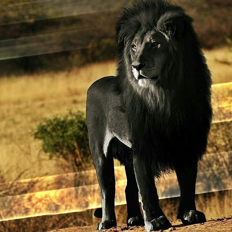 Pin by Foto Amortegui on animales | Black lion, Animals, Big cat family