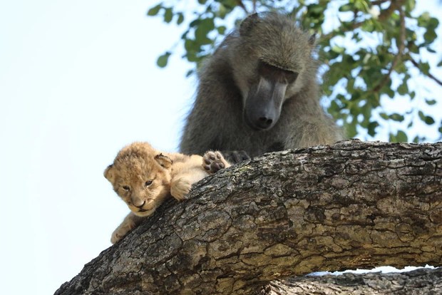 Stealing a lion cub and bringing it to a tree, the baboon accidentally covered a legendary movie scene in The Lion King - Photo 5.