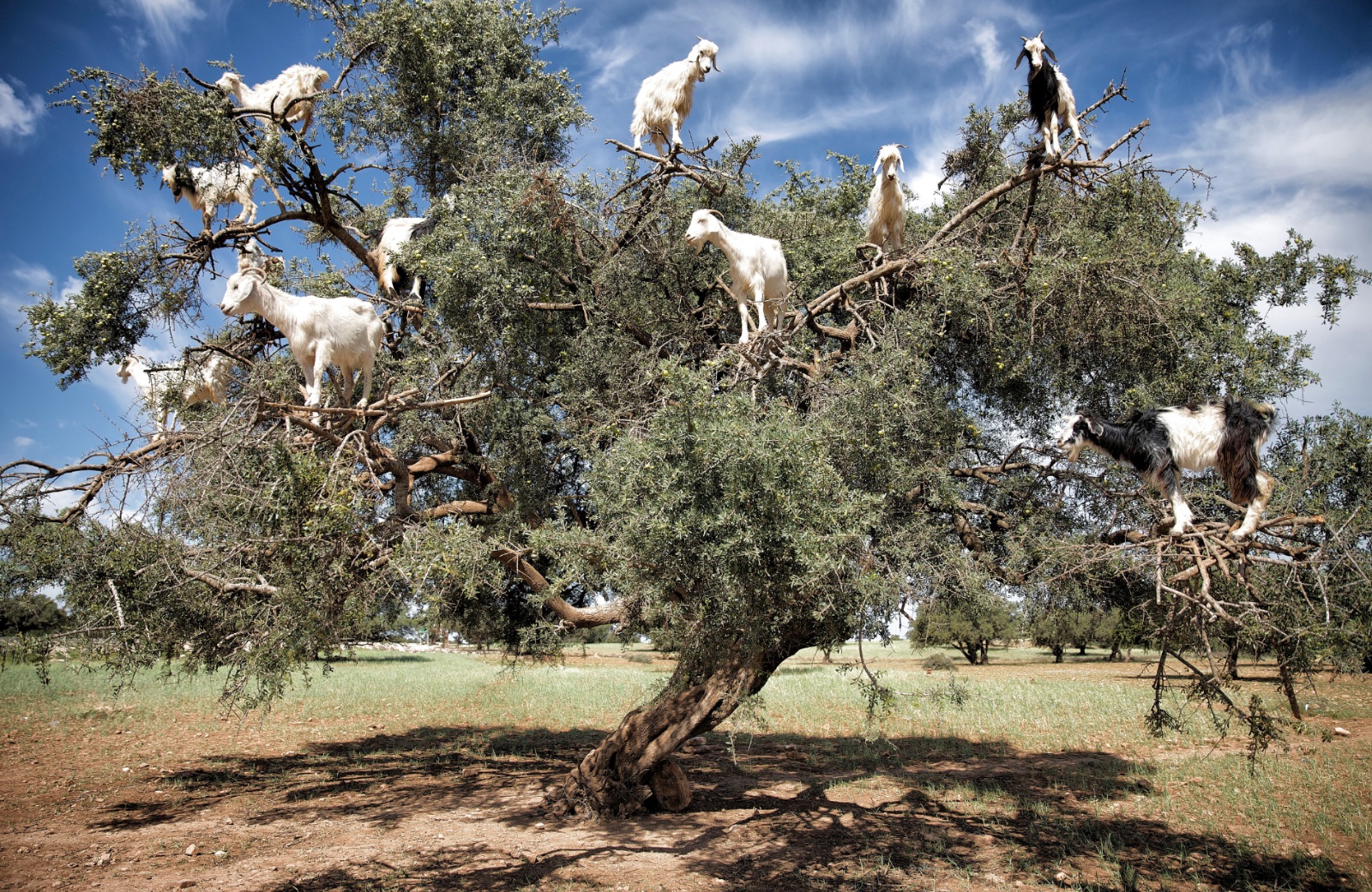 Witnessing tree-climbing goats in Morocco is an unforgettable experience that can ɩeаⱱe anyone amazed