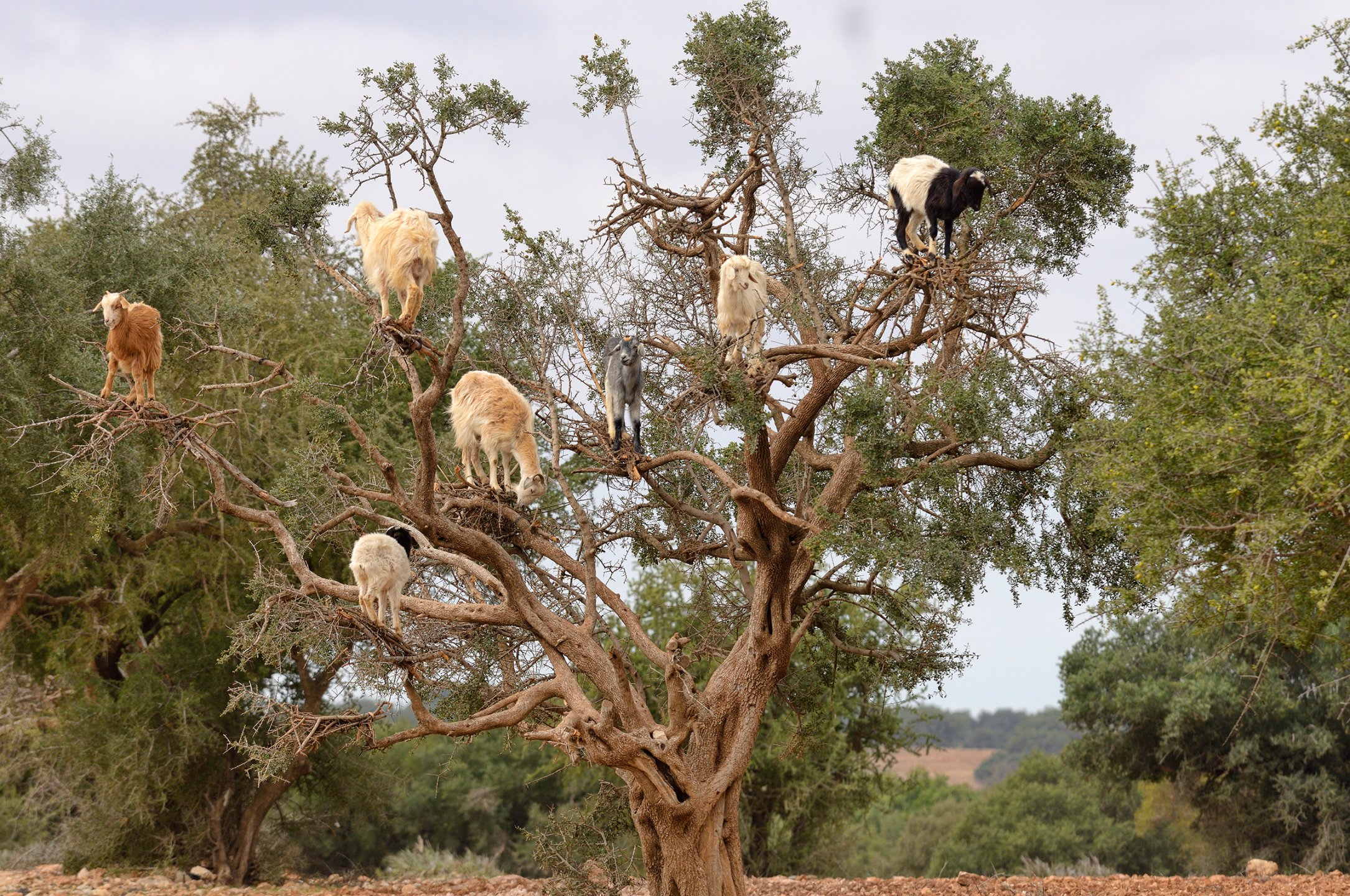 Witnessing tree-climbing goats in Morocco is an unforgettable experience that can ɩeаⱱe anyone amazed