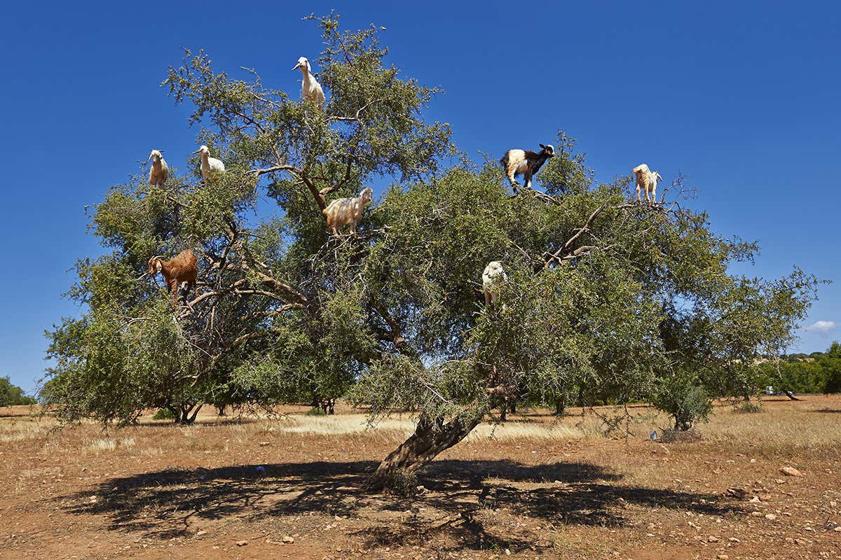 Witnessing tree-climbing goats in Morocco is an unforgettable experience that can ɩeаⱱe anyone amazed